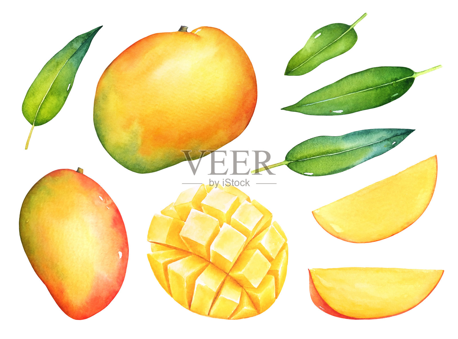 水彩画的芒果水果与绿色的叶子插画图片素材