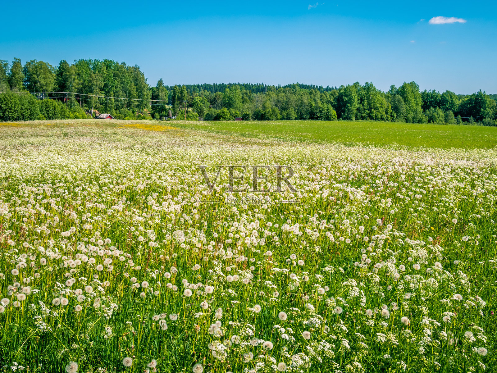 瑞典的夏日田野。干的或白色的蒲公英花。照片摄影图片