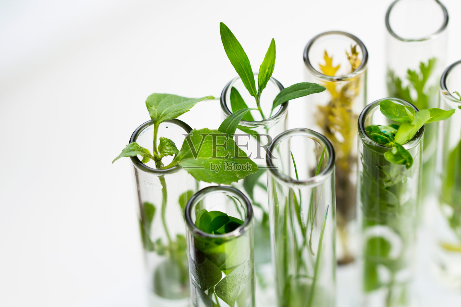 实验室玻璃试管中的绿色新鲜植物，白色背景。关闭宏。照片摄影图片