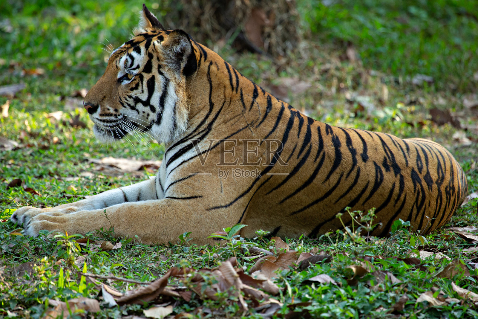 孟加拉虎，东北虎或Panthera tigris躺在野外的肖像。照片摄影图片