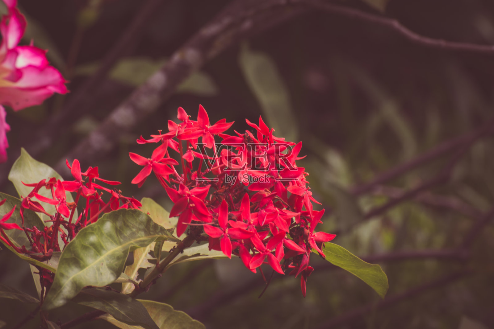 红色的花。王开花(Ixora chinensis)。茜草科的花。Ixora花。花园里的瓢虫花照片摄影图片