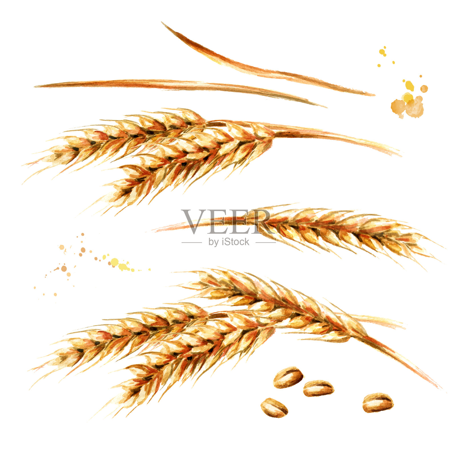 Ears of wheat  set. Watercolor hand drawn illustration, isolated on white background插画图片素材
