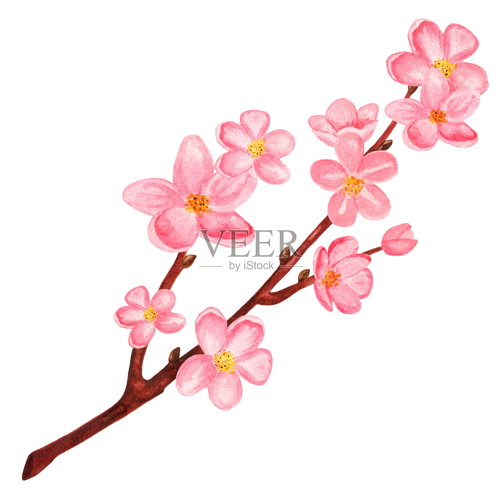 水彩枝头盛开的樱花，樱桃树插画图片素材