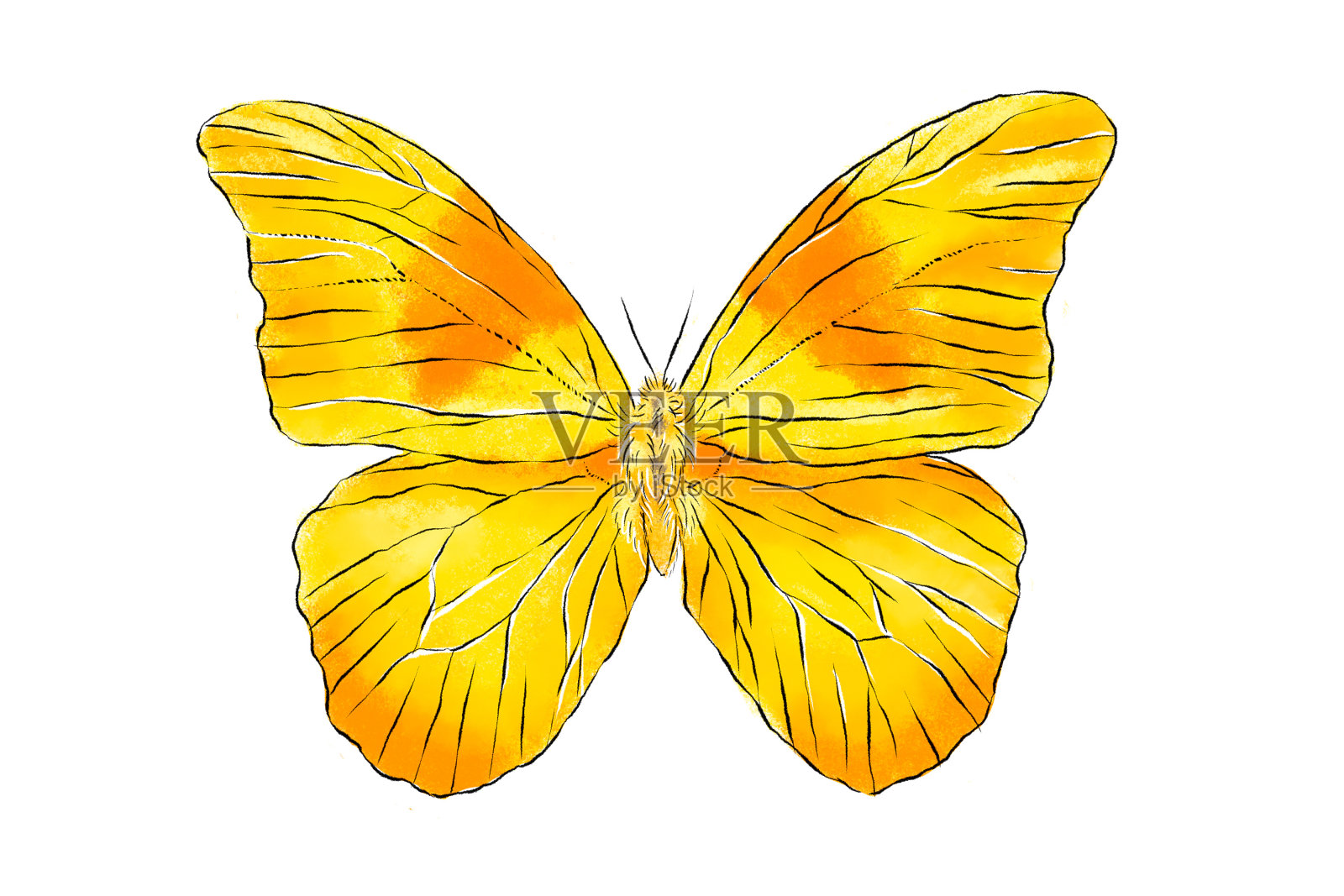 美丽的黄蝴蝶孤立在白色背景上。写实手绘插图。昆虫收集。插画图片素材