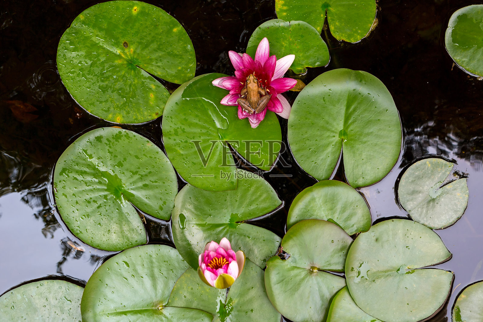 太平洋合唱树蛙坐在花园后院池塘的粉色睡莲花上照片摄影图片