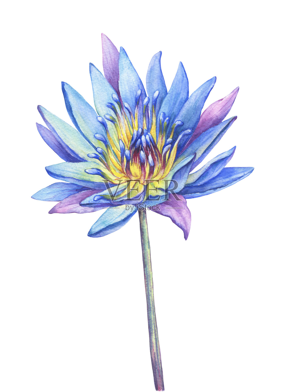 花蓝埃及莲(睡莲，睡莲，圣莲)。水彩手绘插图孤立的白色背景。插画图片素材