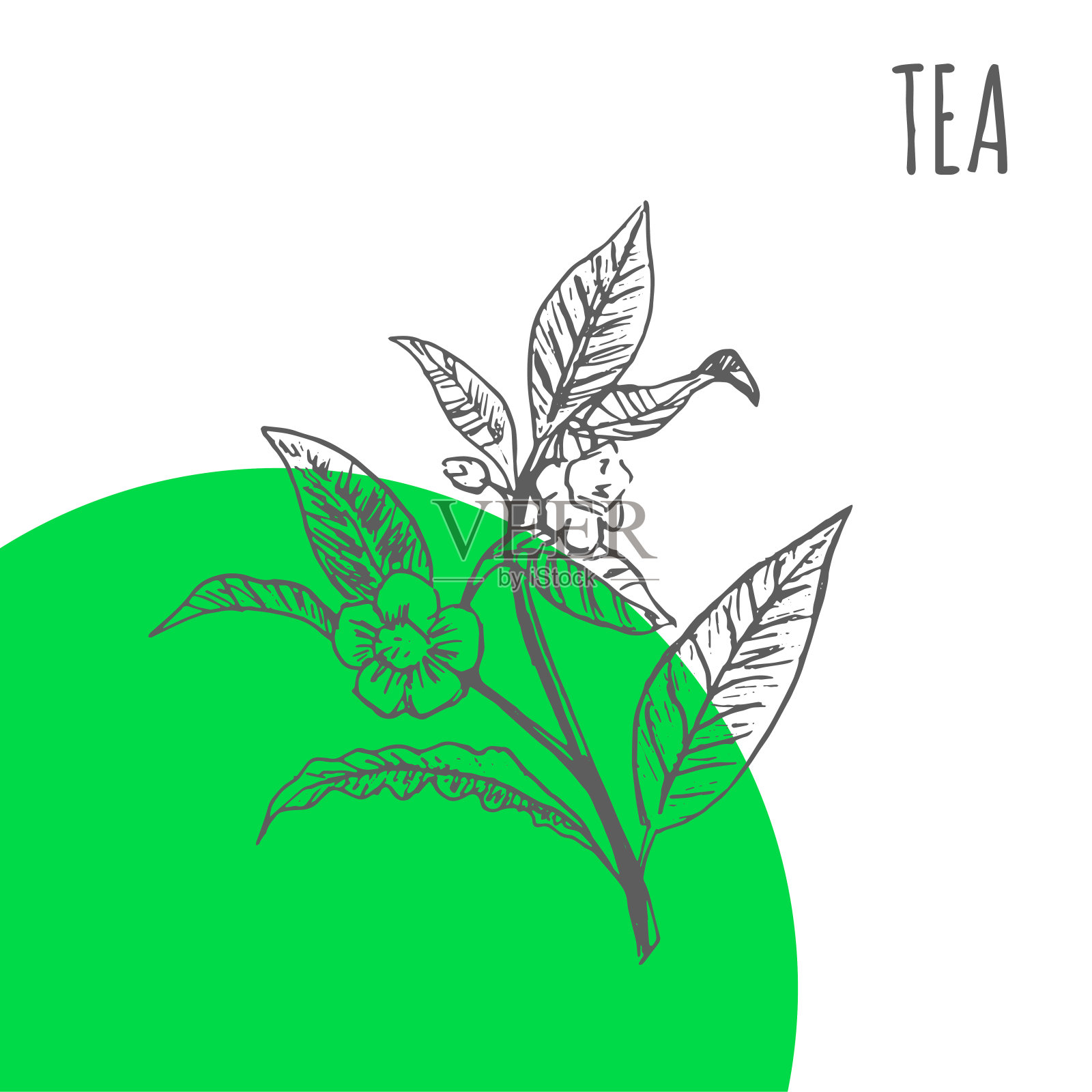 茶媒植物草本素描为绿茶树香气精油或草药化妆品和药品包装插画图片素材
