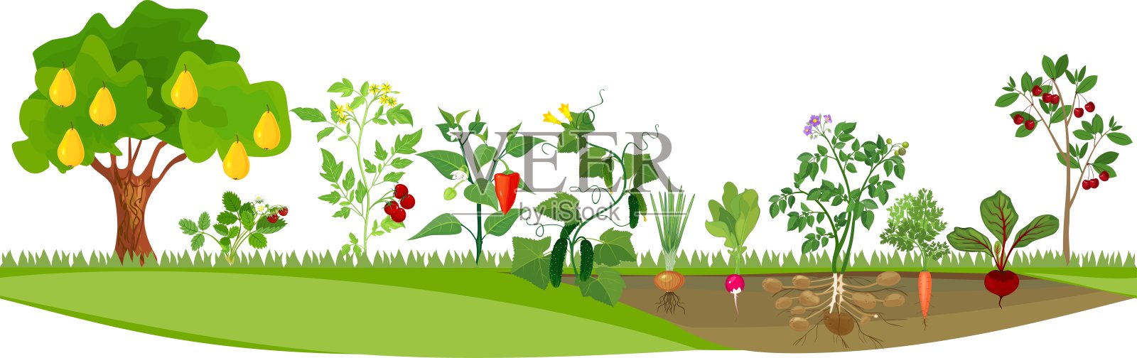 厨房花园或菜园，种植不同的蔬菜和果树插画图片素材