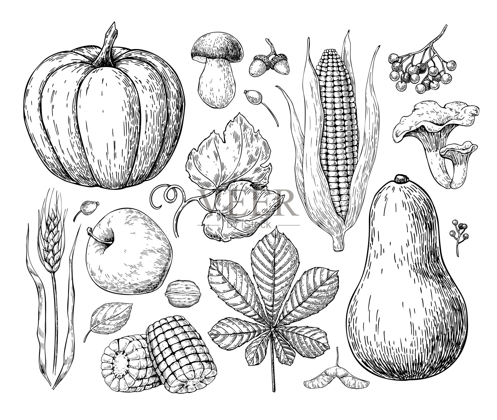 收获的产品。手绘复古矢量插图与南瓜，苹果，玉米，小麦，muchroom插画图片素材