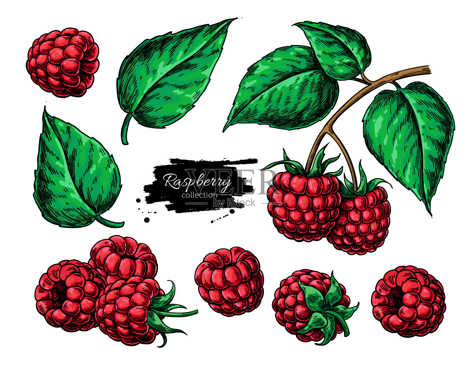 树莓矢量图。孤立莓枝素描插画图片素材