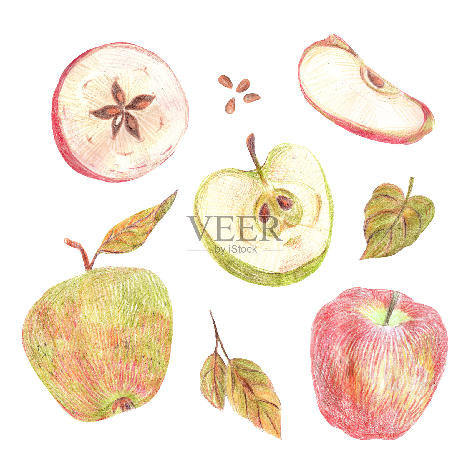 用彩色铅笔在白色背景上画的一套苹果。整个水果，切成片，种子和叶子。食物的例子。插画图片素材