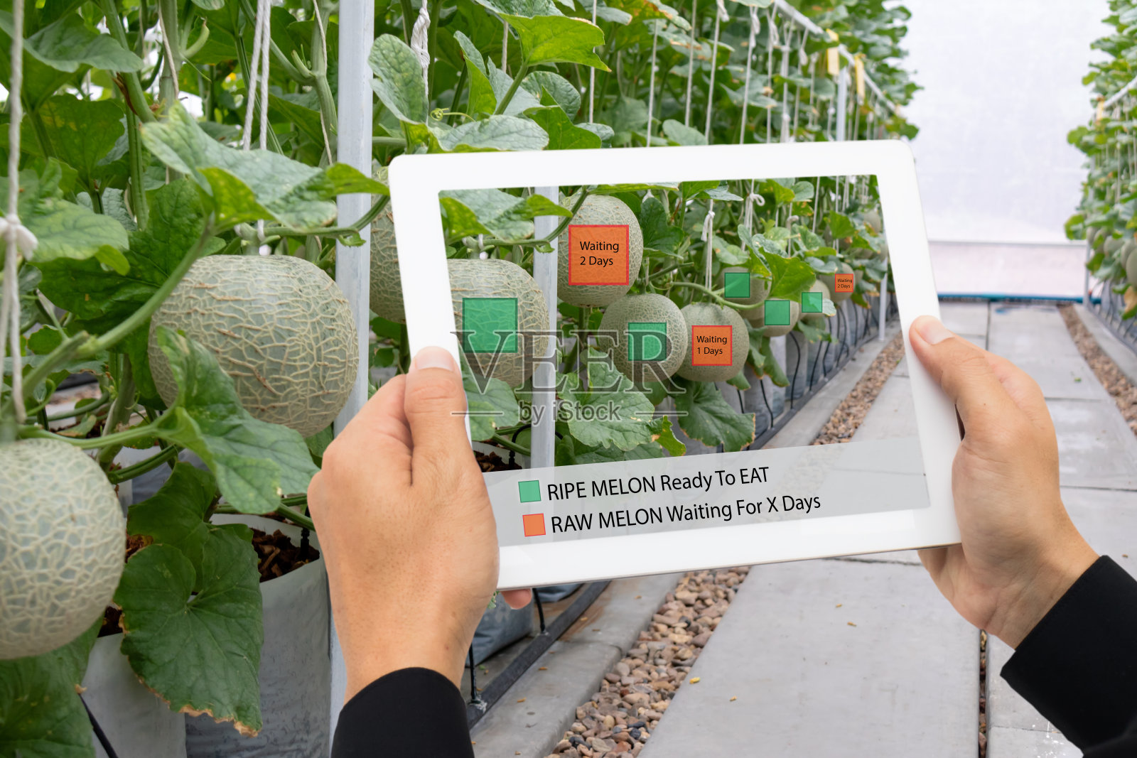 物联网智能农业，农业工业4.0技术概念，农民手持平板使用增强混合虚拟现实软件人工智能检测和保存农场数据照片摄影图片