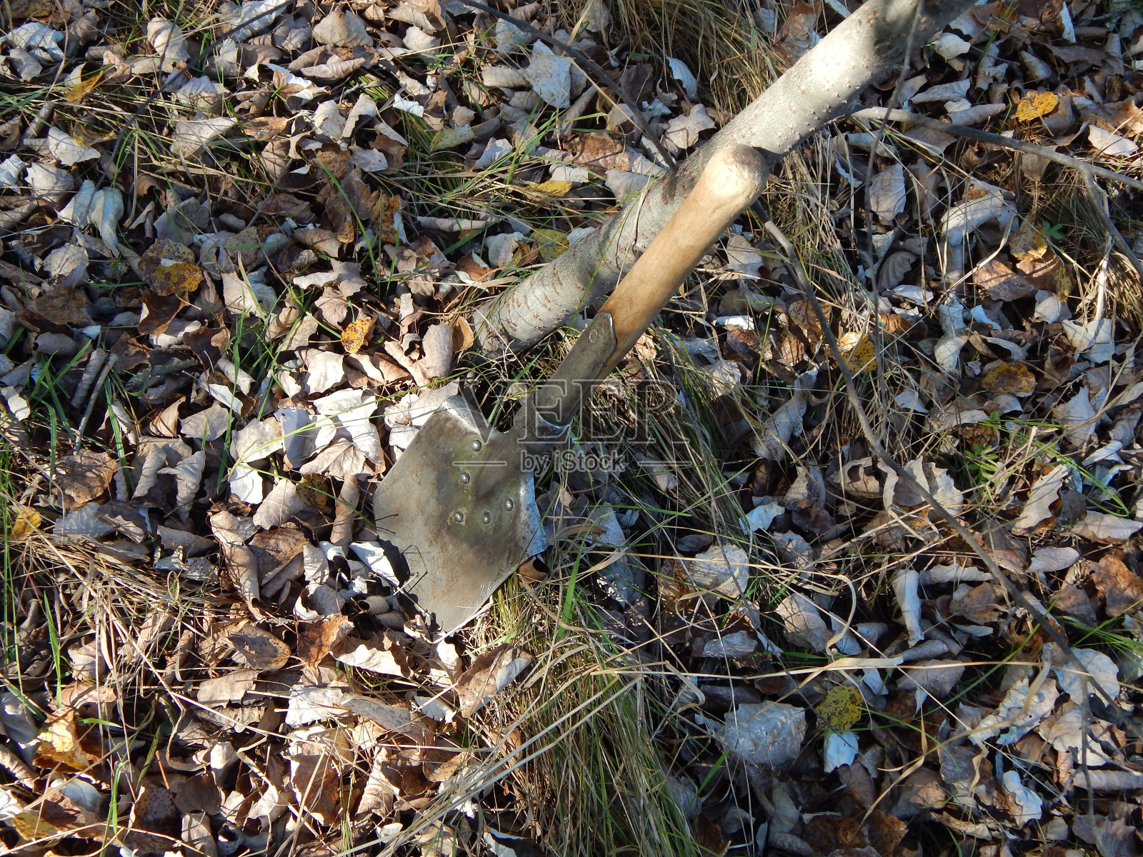 士兵的铲子在森林的树附近。小工程师铲。照片摄影图片