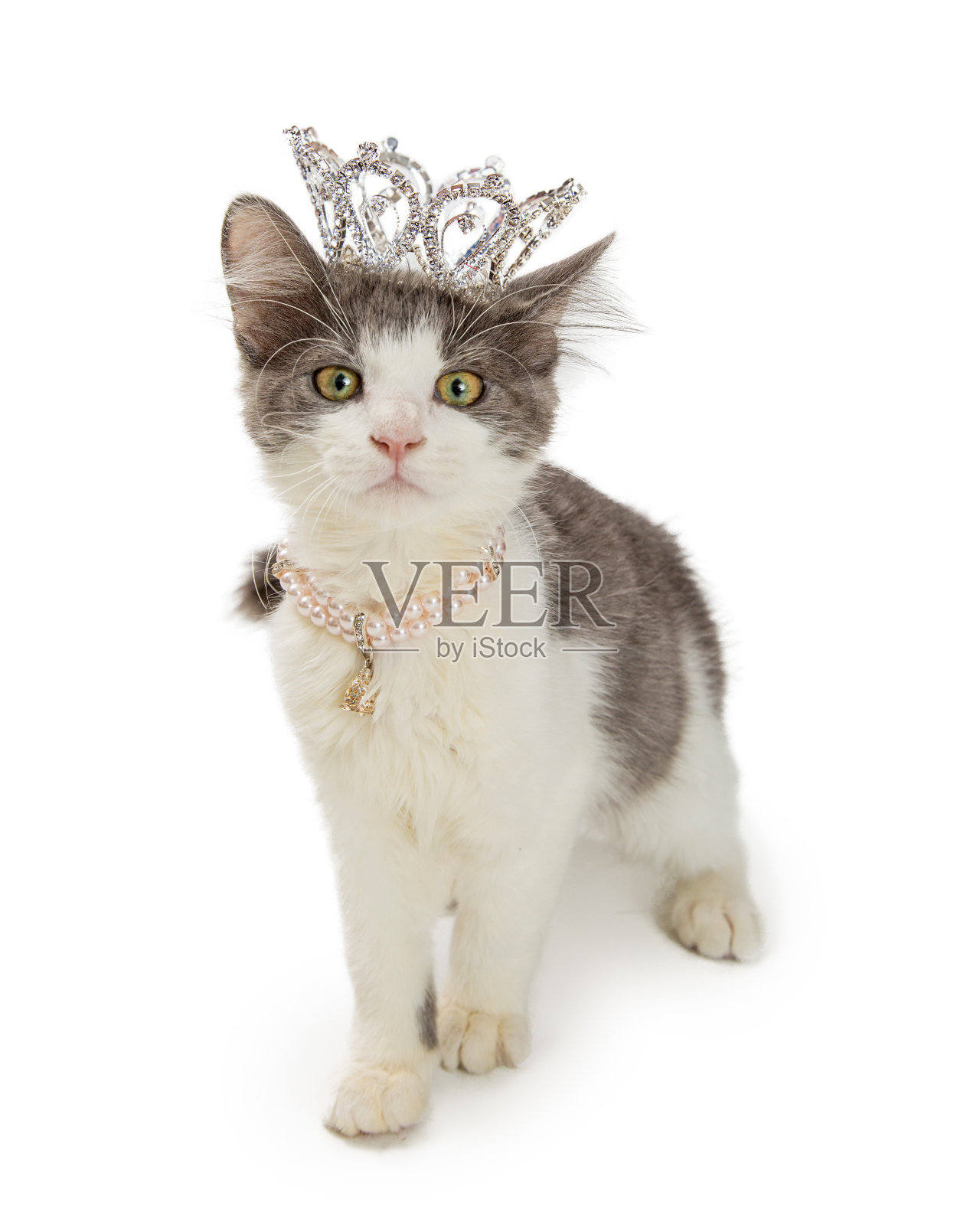 小猫戴皇冠和珍珠项链照片摄影图片