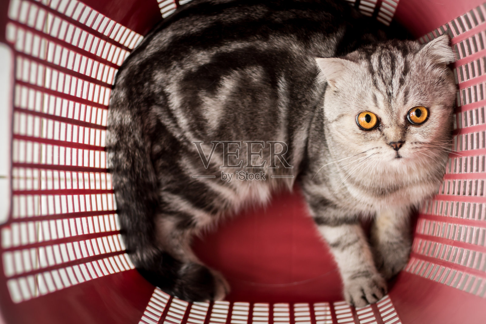 红色篮子里的猫。照片摄影图片