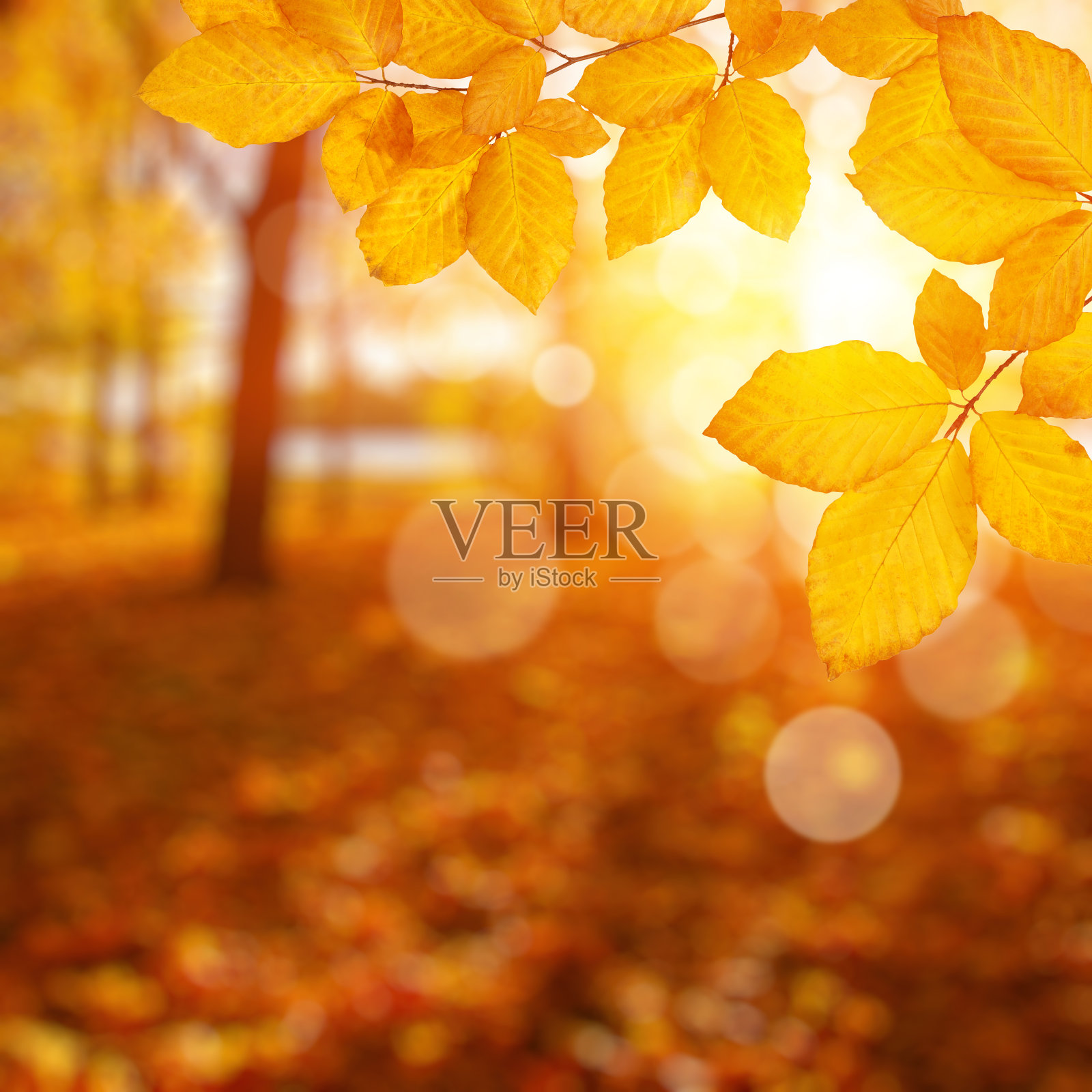 秋天的树叶在阳光下模糊了树木。照片摄影图片
