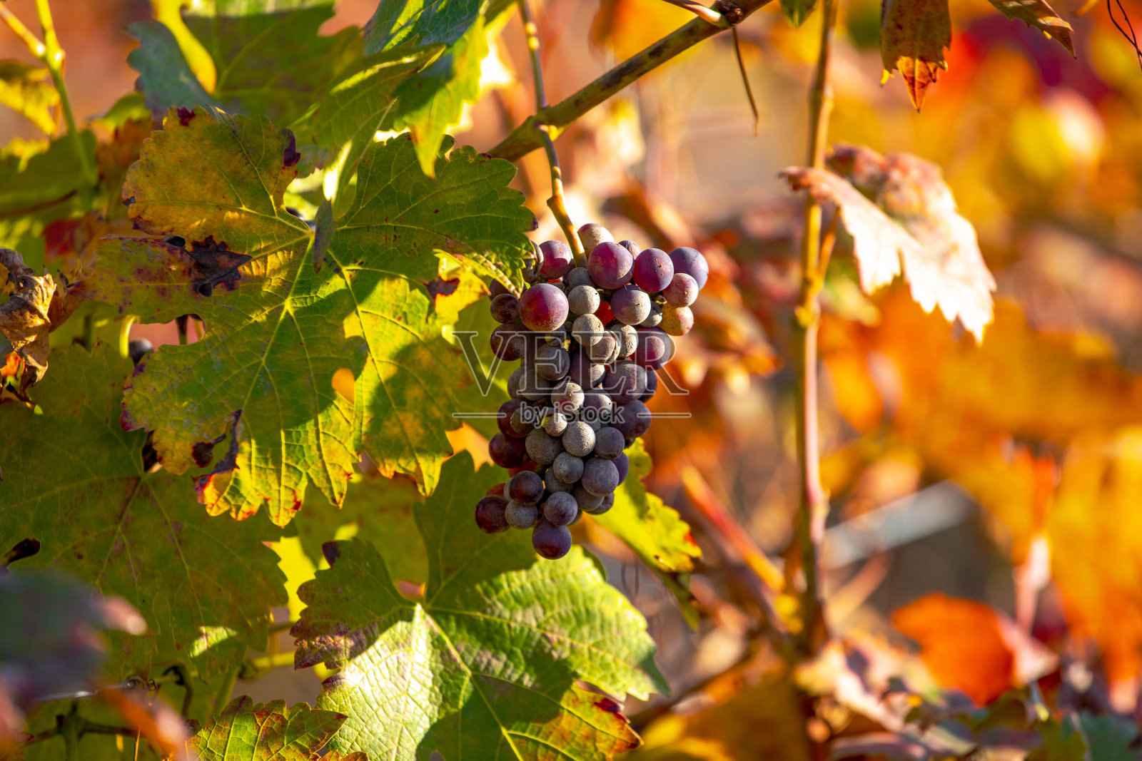 葡萄园里的葡萄在夕阳下呈现出秋天的色彩照片摄影图片