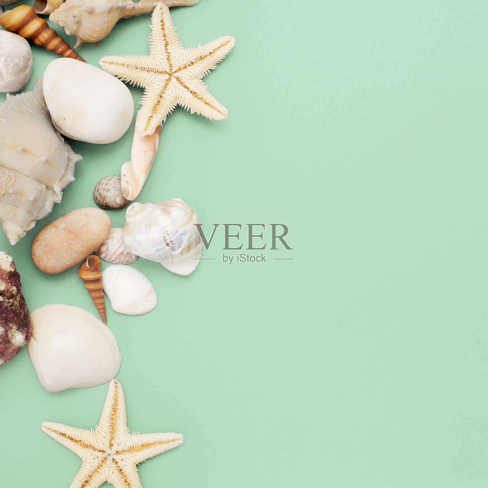 平的。前视图。各种贝壳的框架在一个绿色的蓝色背景。贝壳和海星在柔和的背景上。假期的概念照片摄影图片