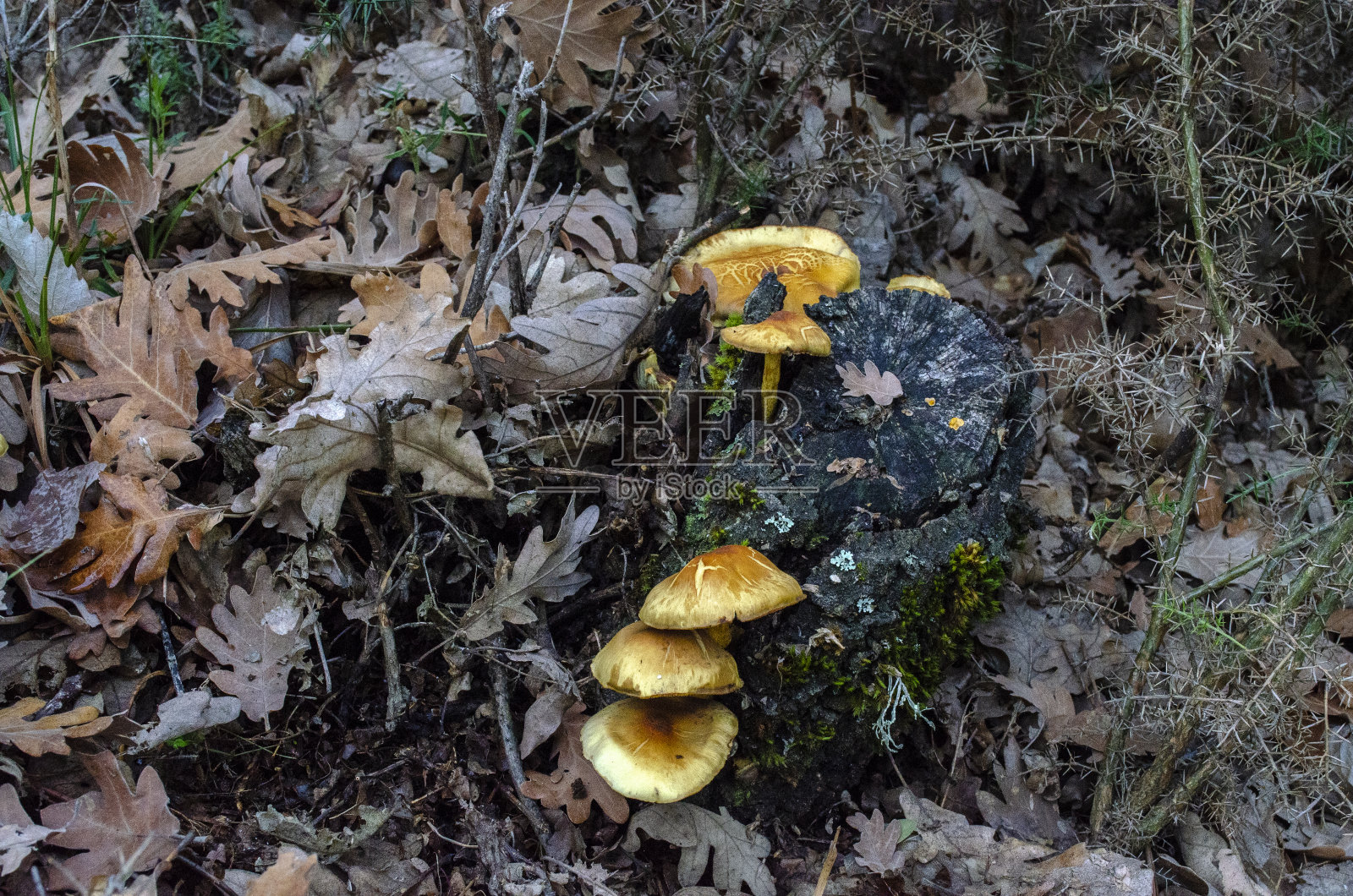 阴天里的秋天森林里的蘑菇照片摄影图片