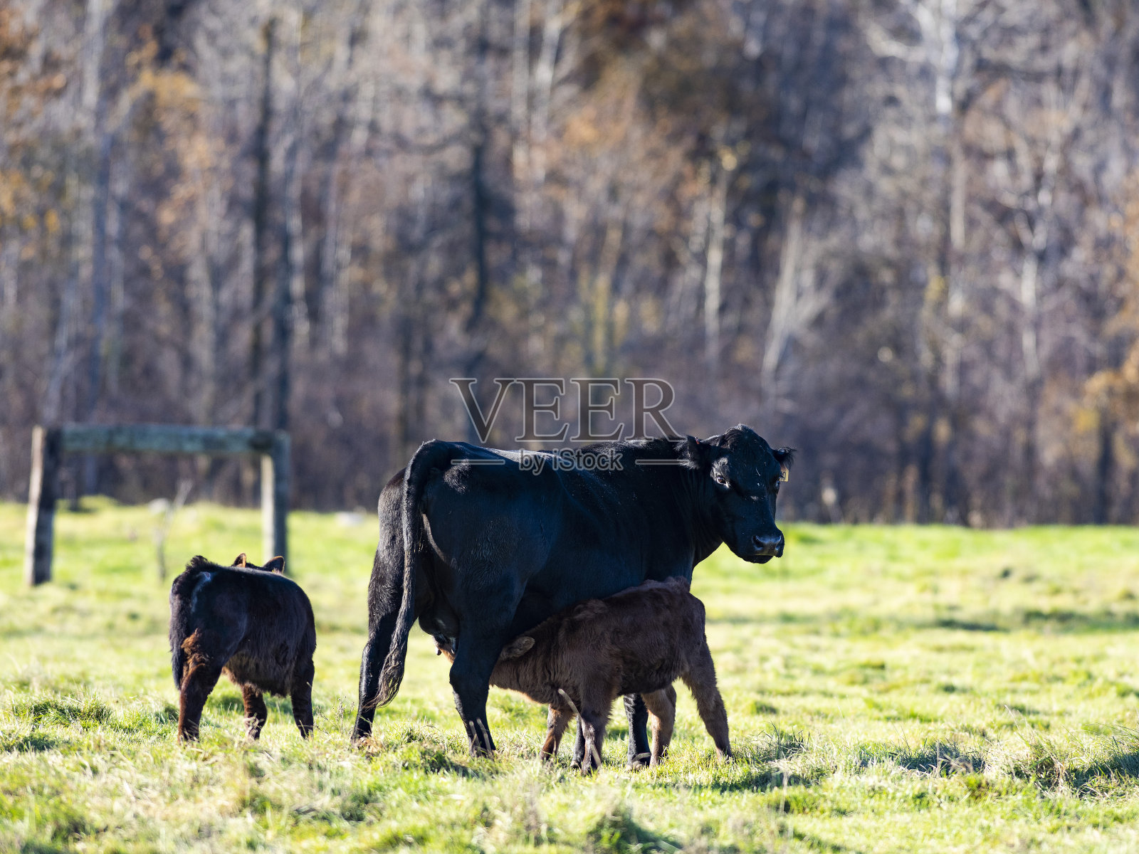 一头黑色安格斯母牛和她的小牛照片摄影图片