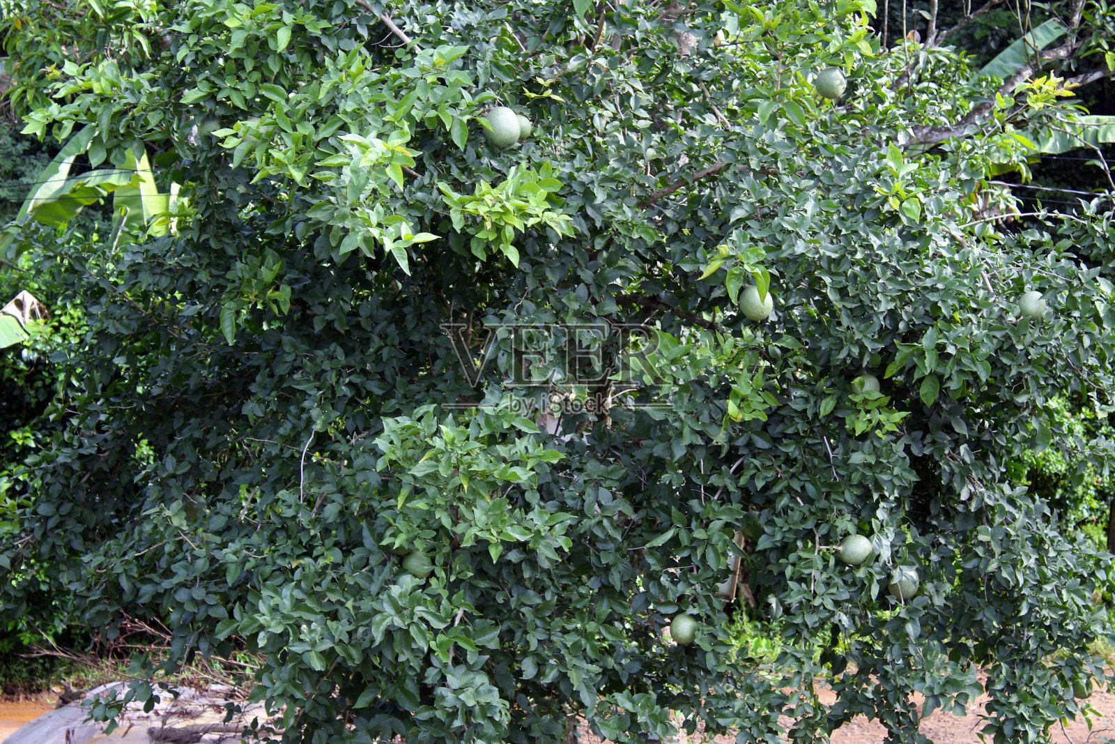 猕猴桃，也被称为孟加拉木瓜、金苹果、日本苦橙、石苹果或木苹果。照片摄影图片