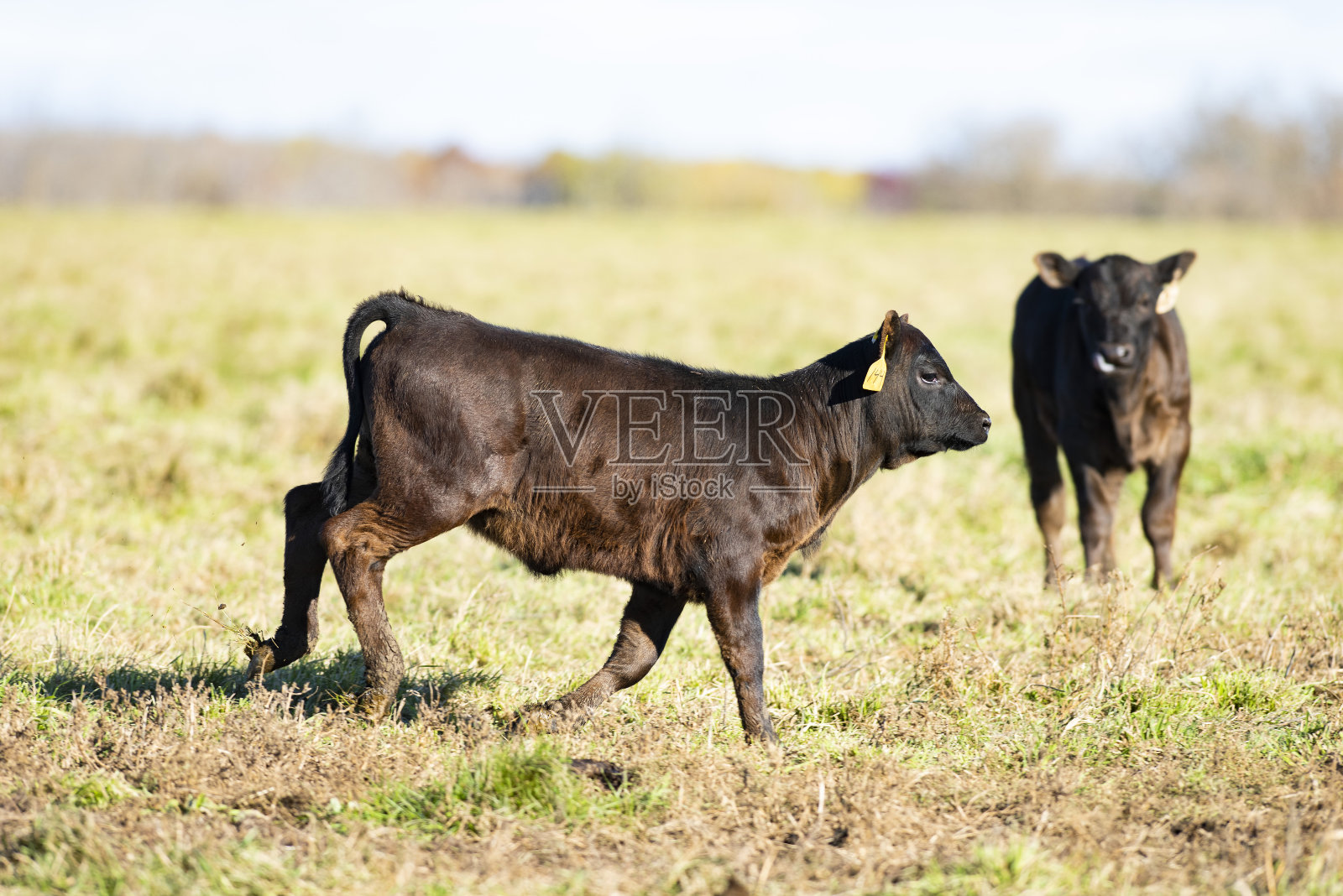 草原上奔跑的黑安格斯小牛犊照片摄影图片