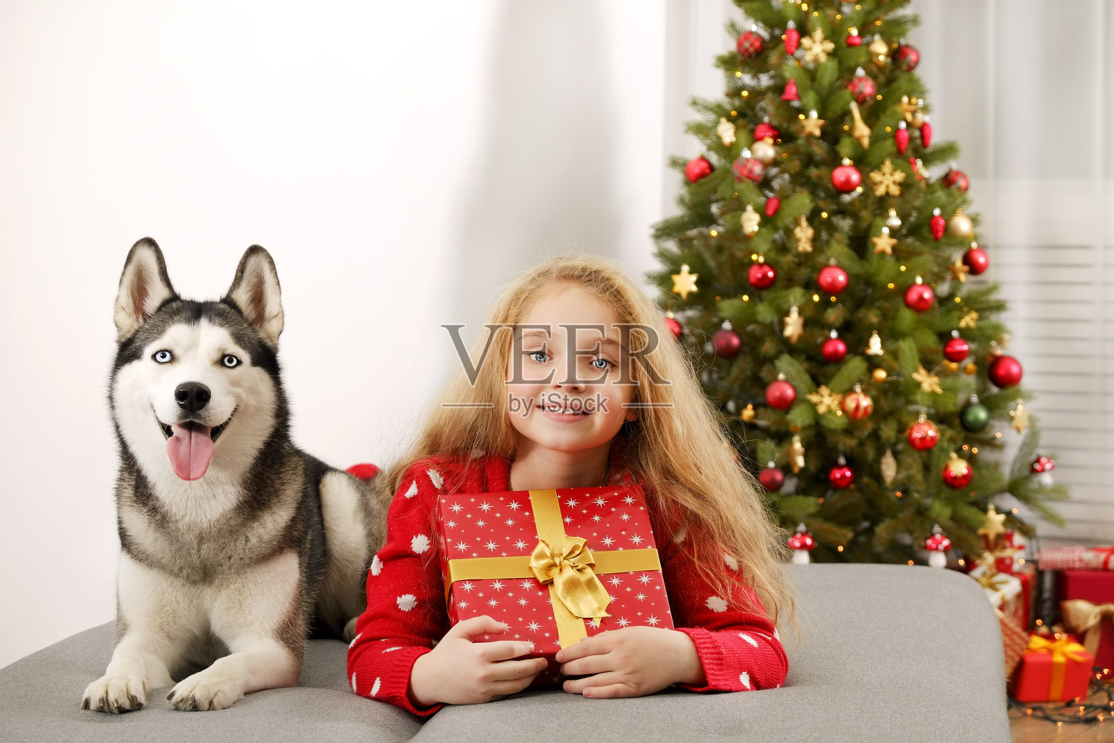 九岁小女孩和她的狗庆祝圣诞节。照片摄影图片