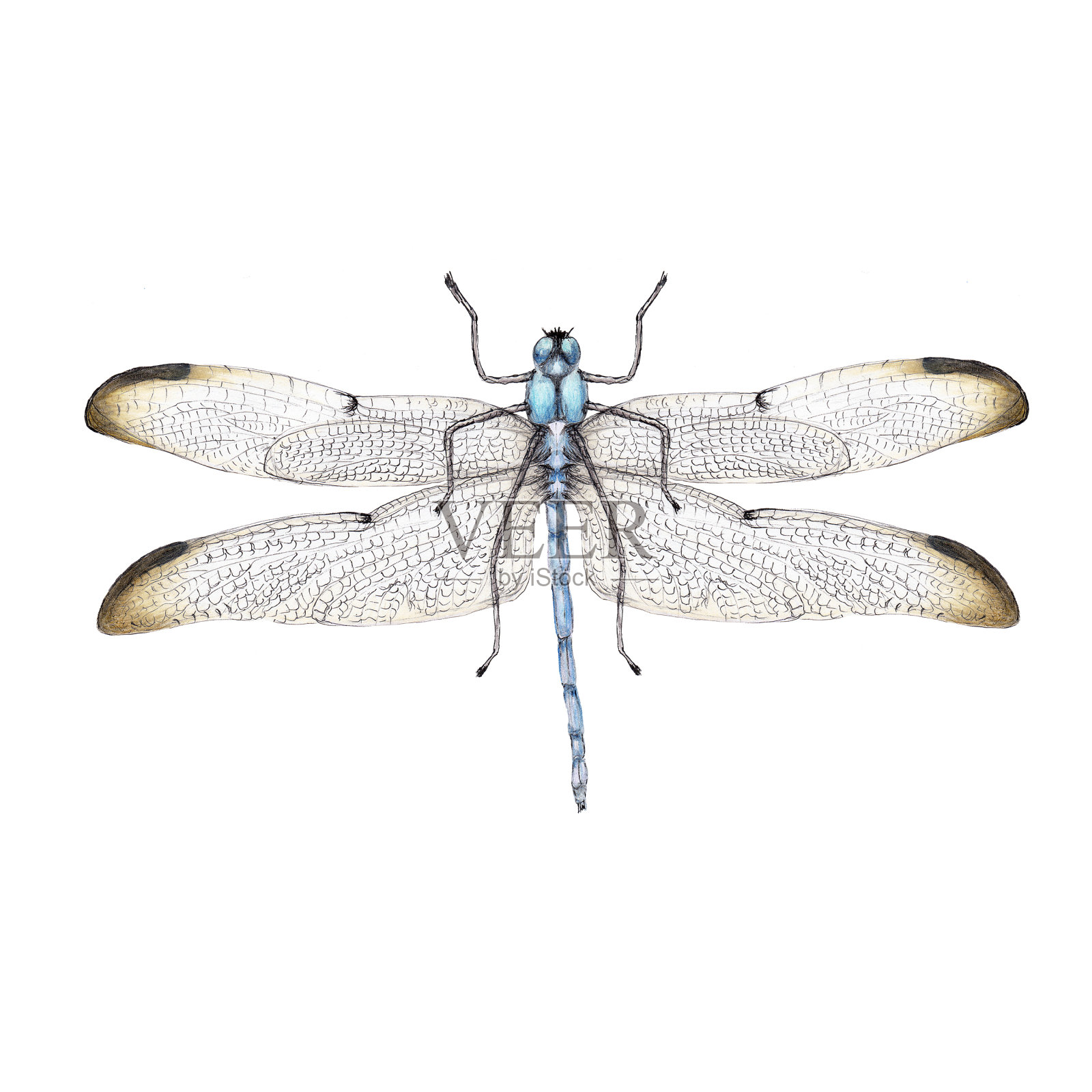 水彩昆虫的写实插图插画图片素材