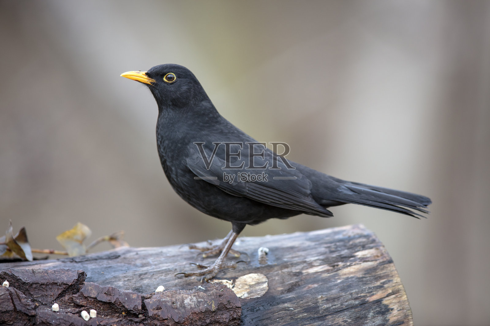 黑鸟（图尔杜斯·梅鲁拉）照片摄影图片