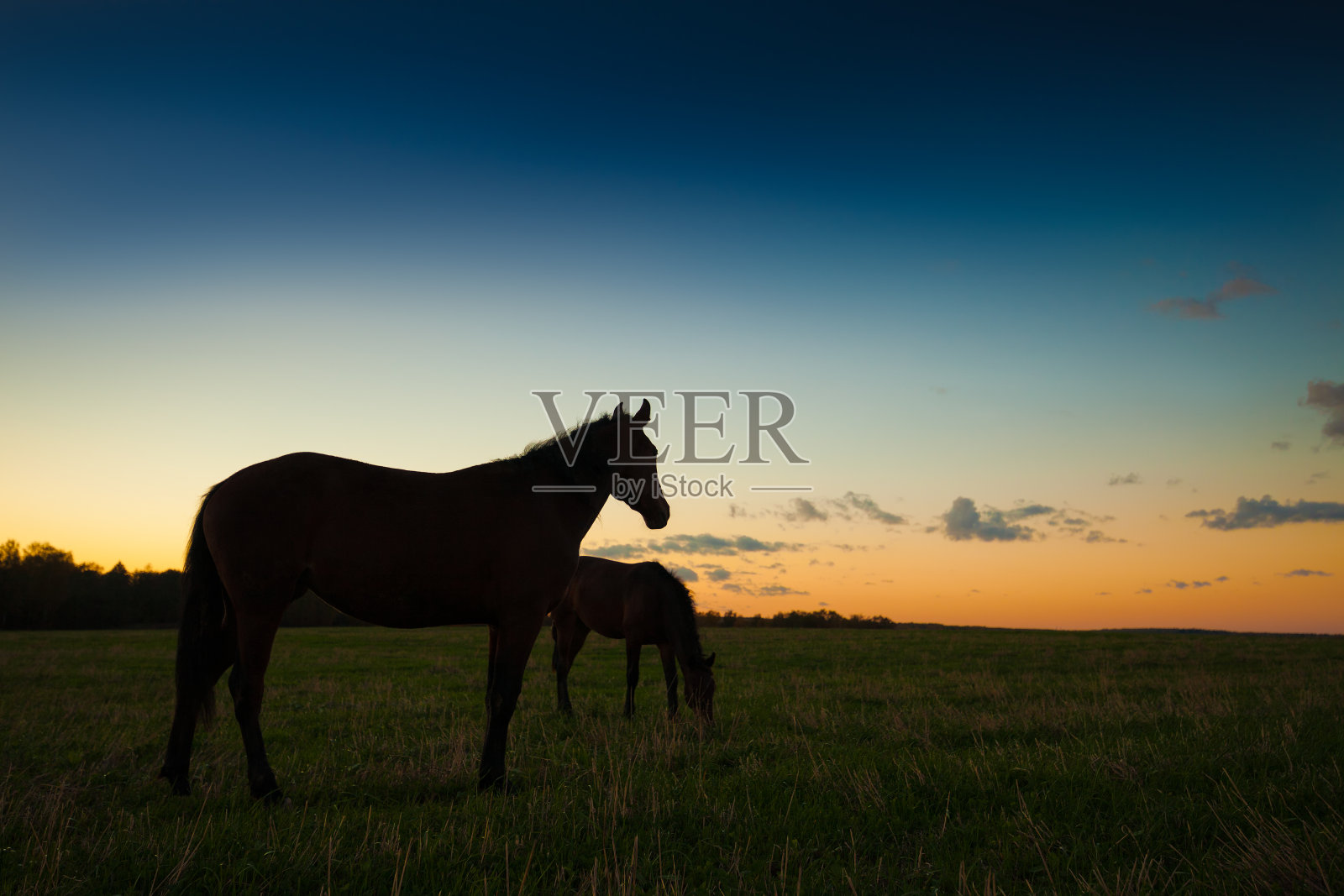 马在日落时吃草照片摄影图片