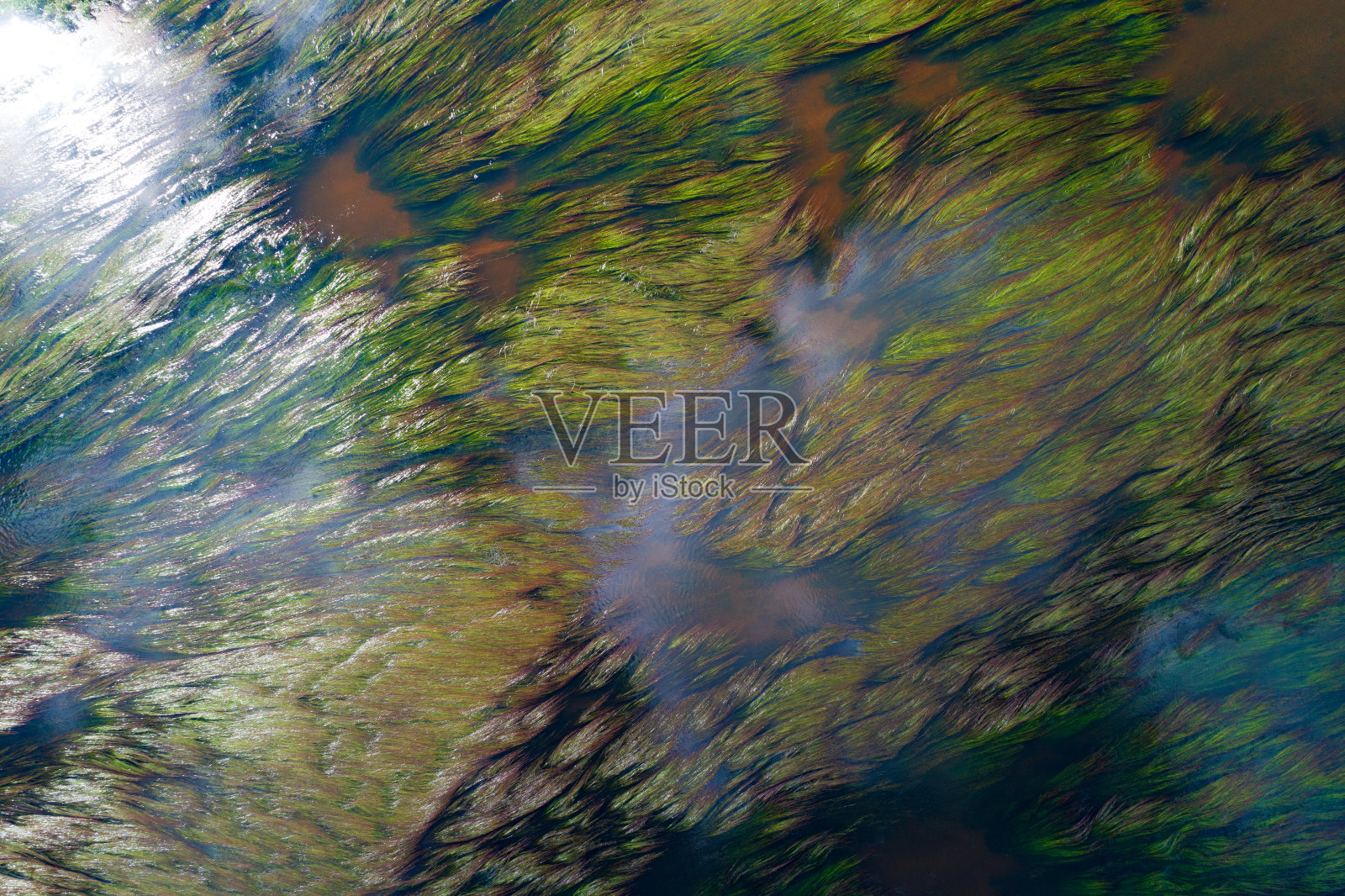 河水中的水藻照片摄影图片