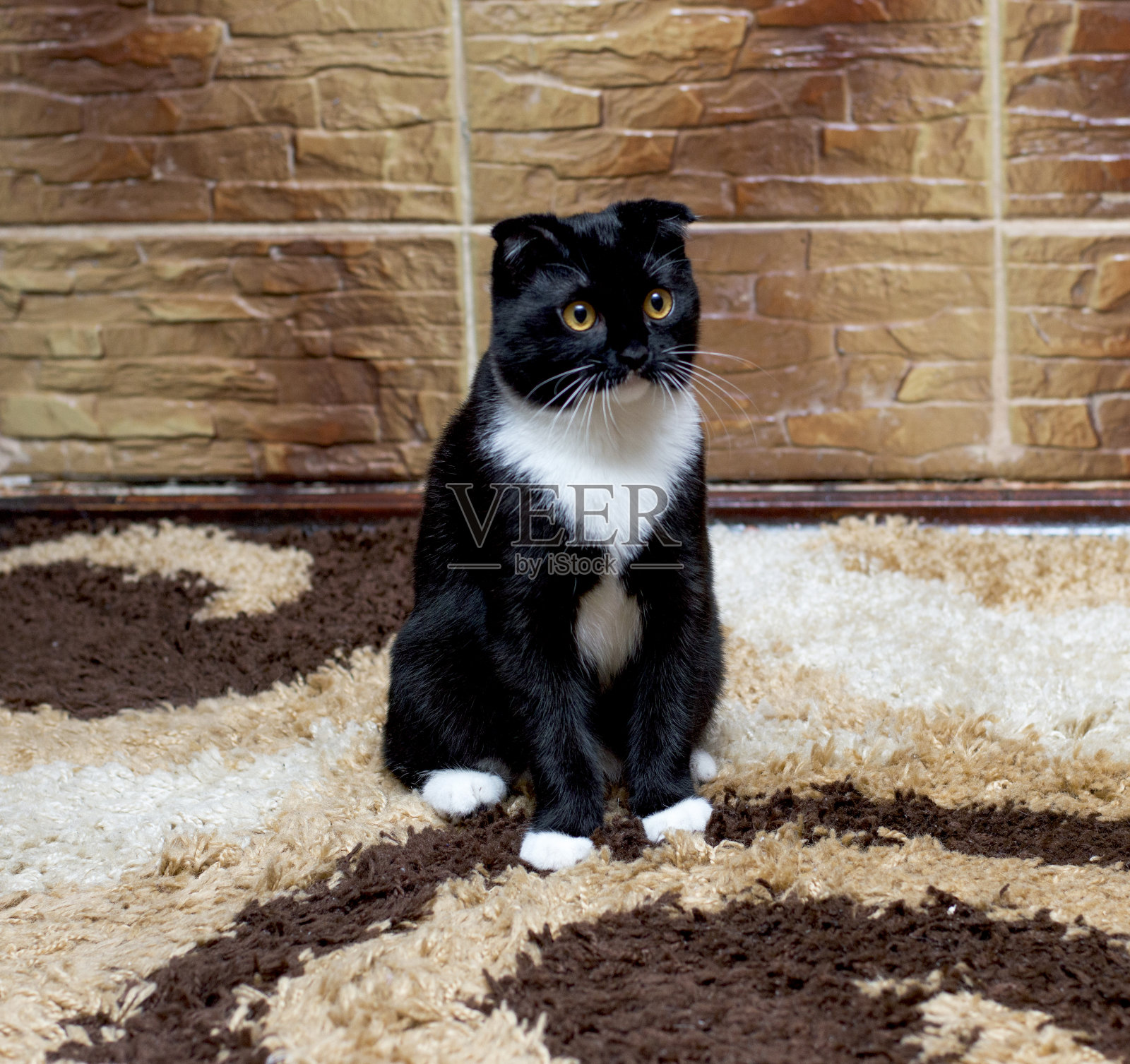 苏格兰折猫在瓷砖墙上照片摄影图片