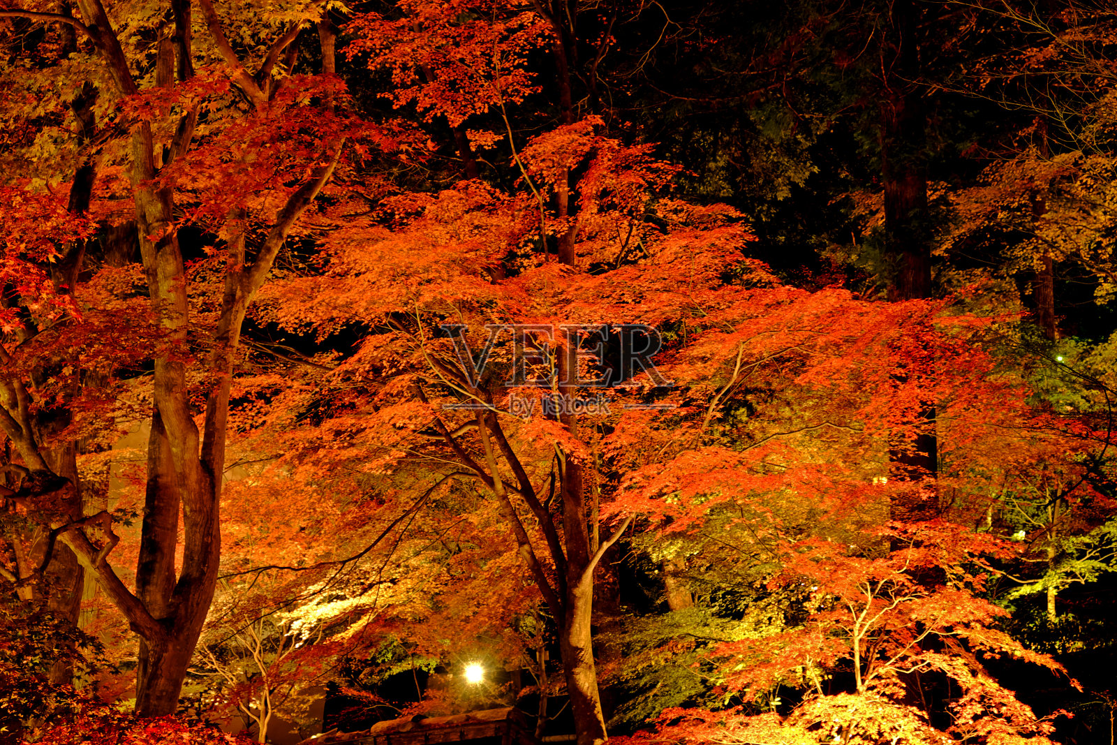 秋叶亮起照片摄影图片