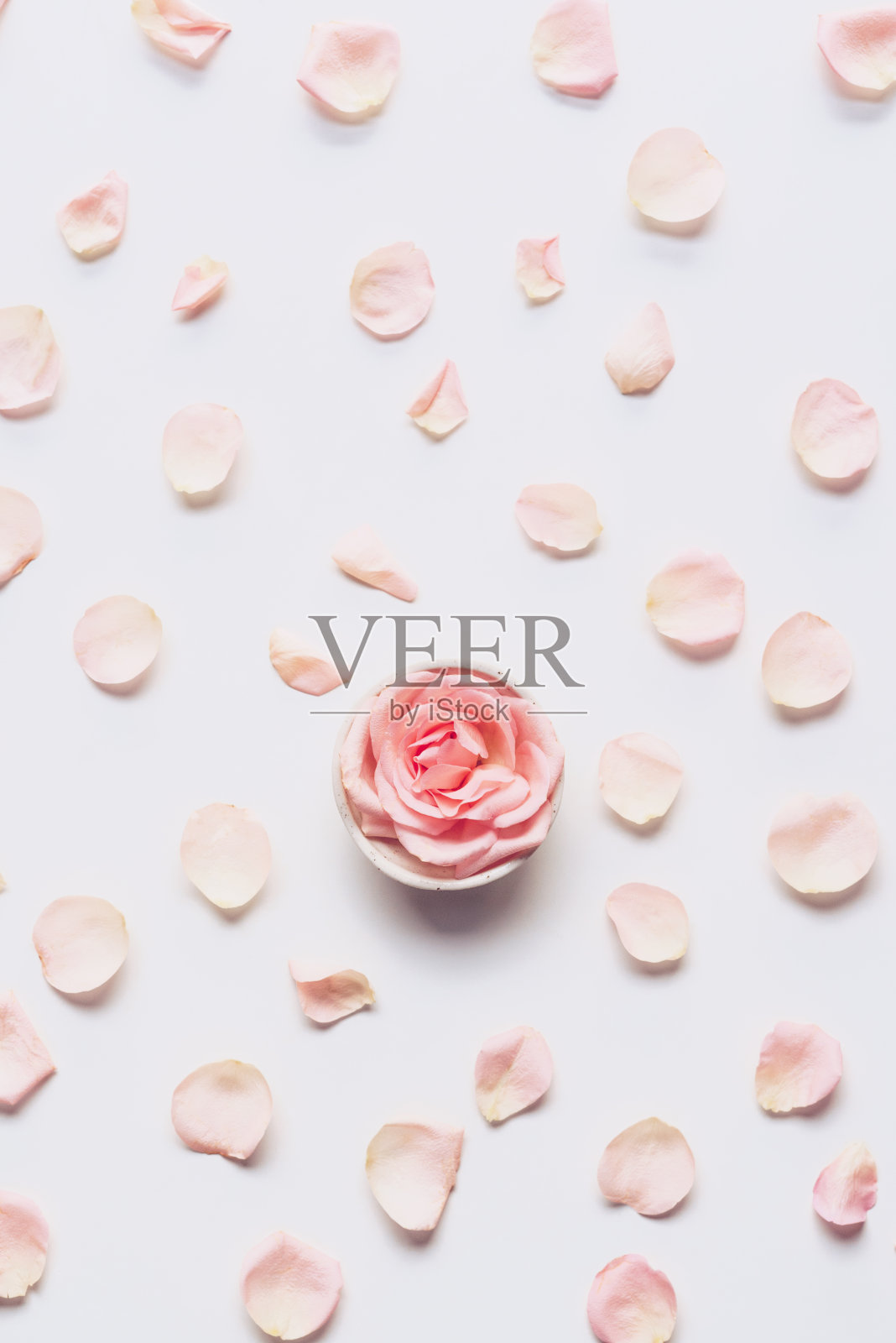 粉红色的玫瑰头和花瓣散布在白色的背景上照片摄影图片