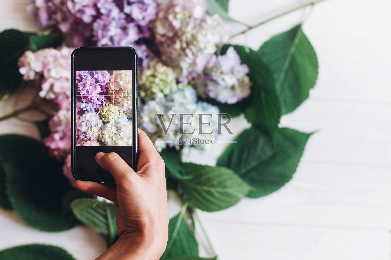 手持手机，并拍照的绣球花在乡村的白色木材，平躺。社交媒体概念的内容，博客照片。快乐的母亲节。国际妇女节照片摄影图片