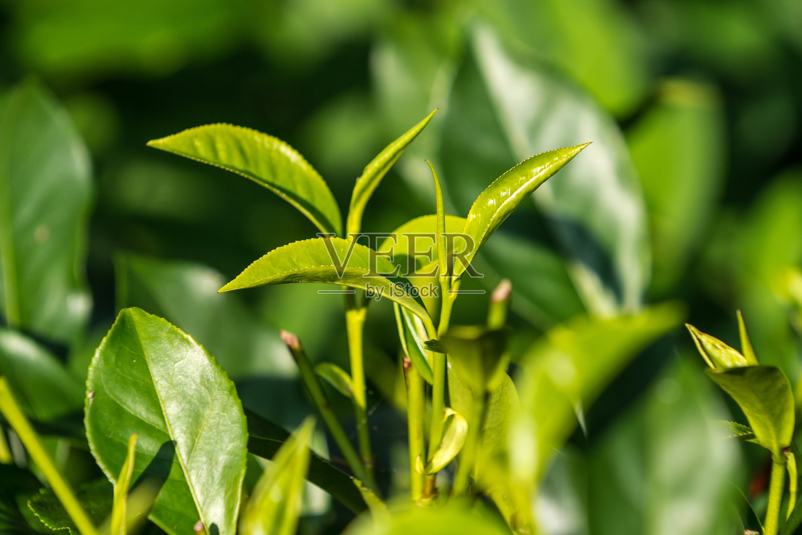 近距离的茶叶在茶树在一个种植园照片摄影图片