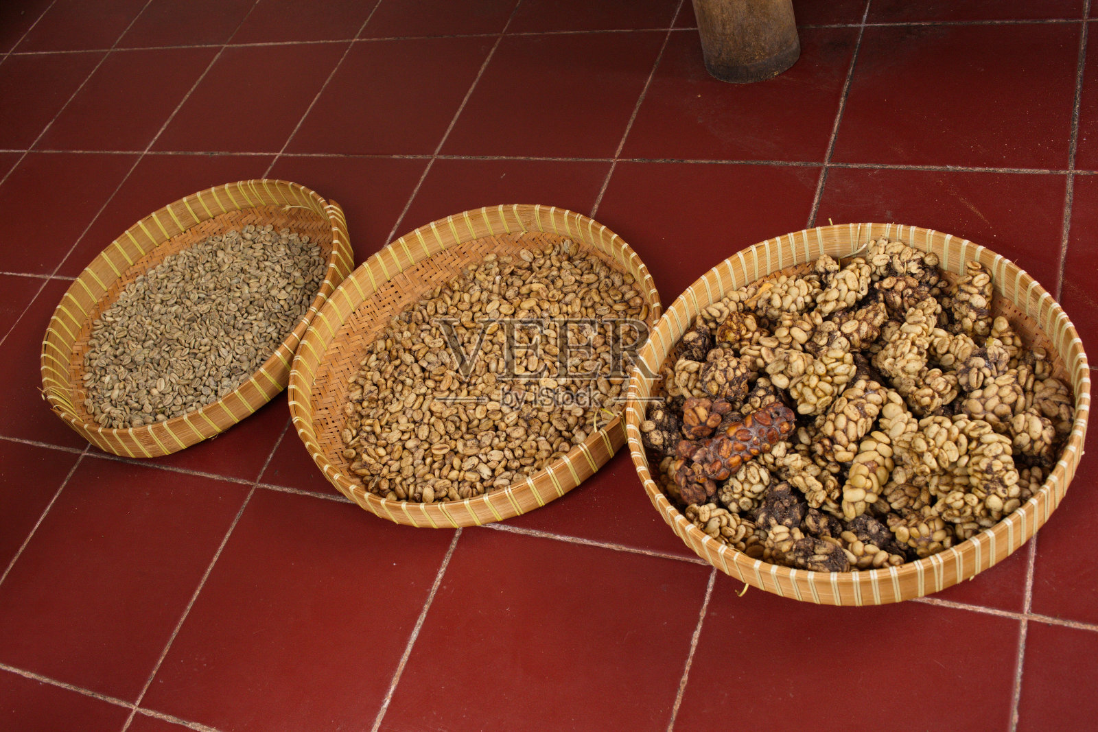 麝香猫咖啡生产过程中干燥咖啡颗粒的过程照片摄影图片