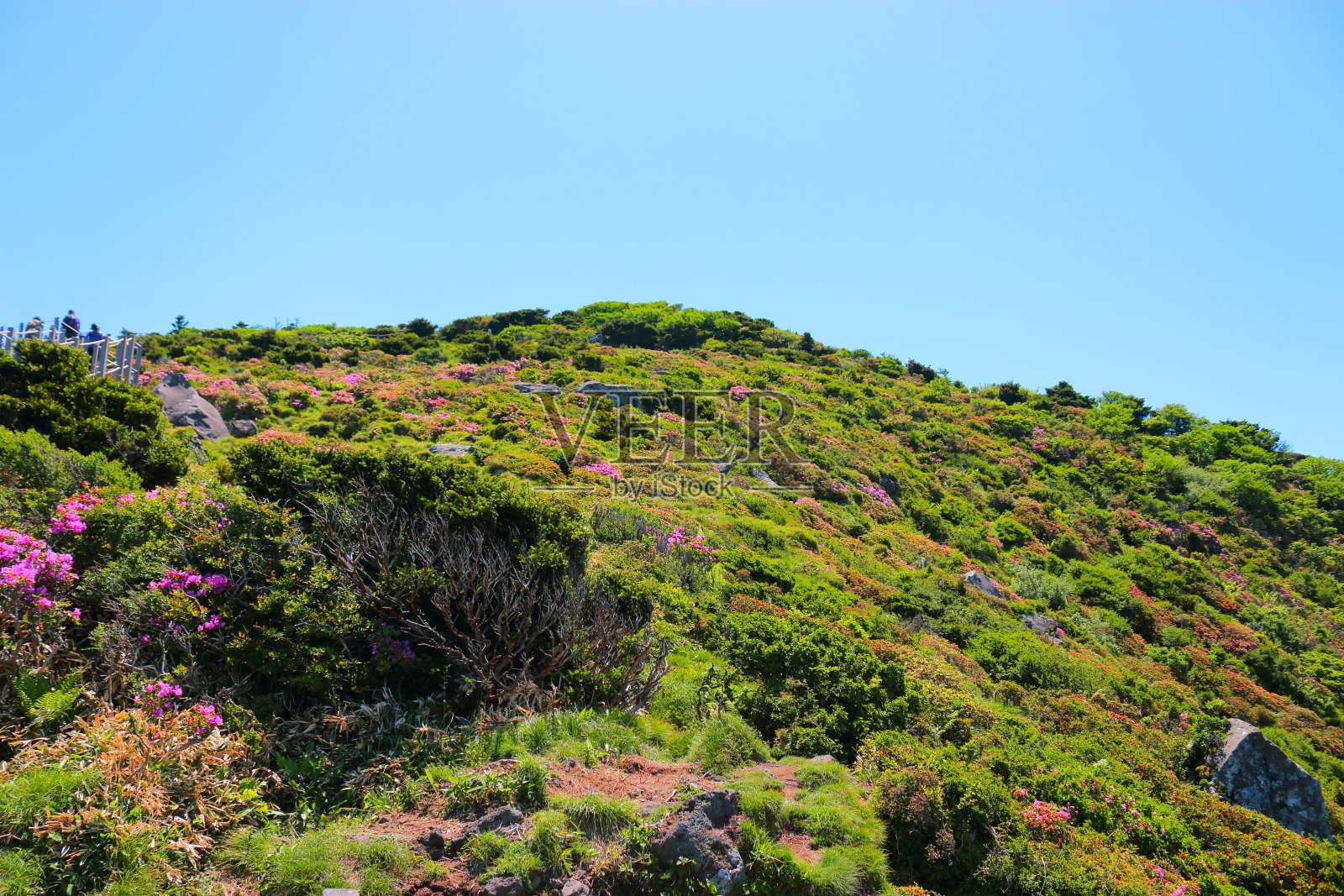汉拿山，杜鹃花，春天照片摄影图片