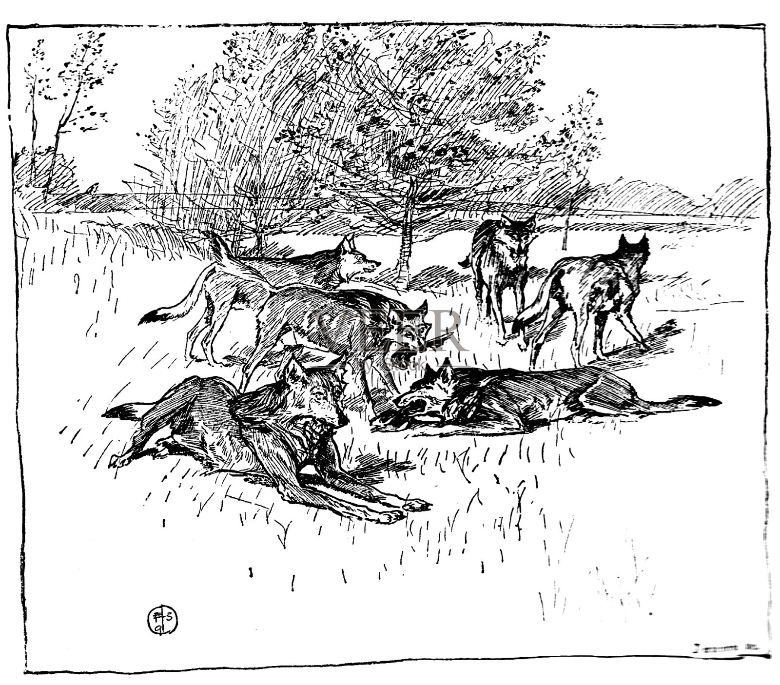维多利亚时代的黑白版画，描绘了俄罗斯乡村的一群狼;19世纪俄国猎狼;1892年英语了插画图片素材