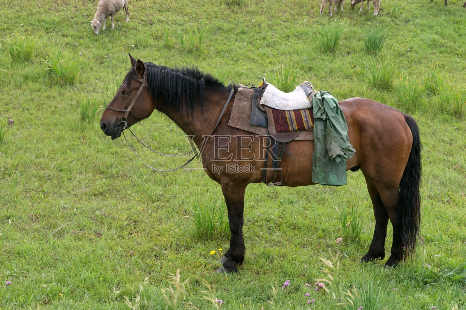 一匹带着马鞍和笼头的骏马正站在绿草地上等着牧羊人。照片摄影图片