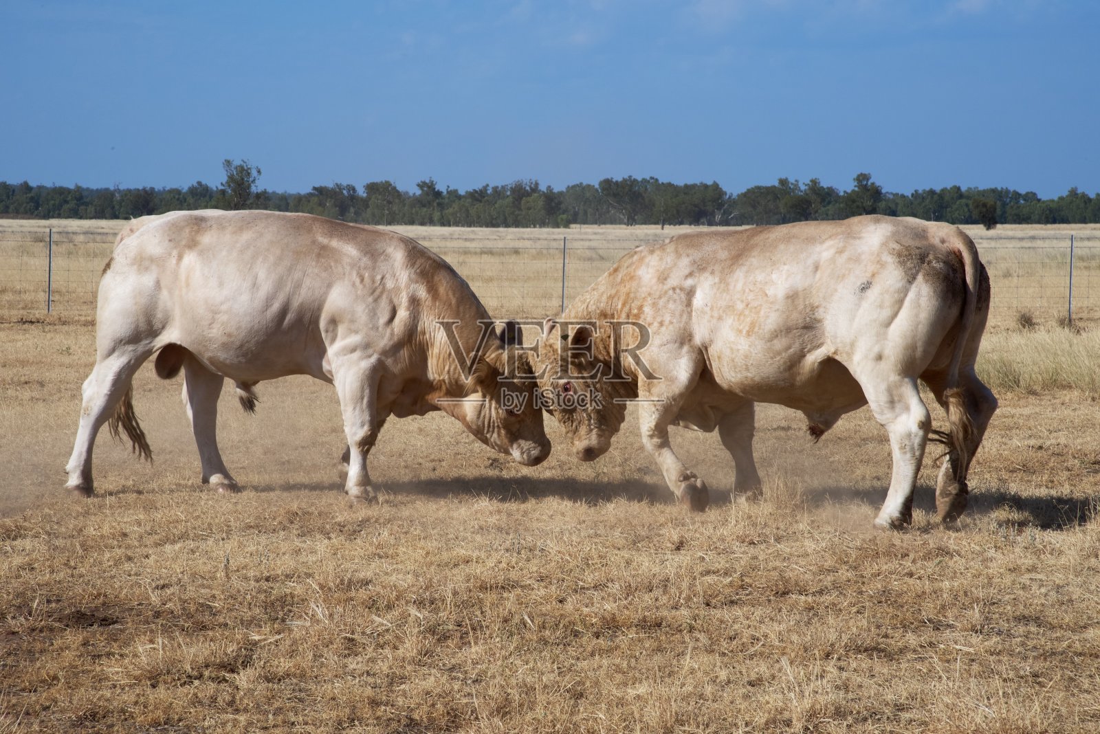 两个公牛战斗照片摄影图片