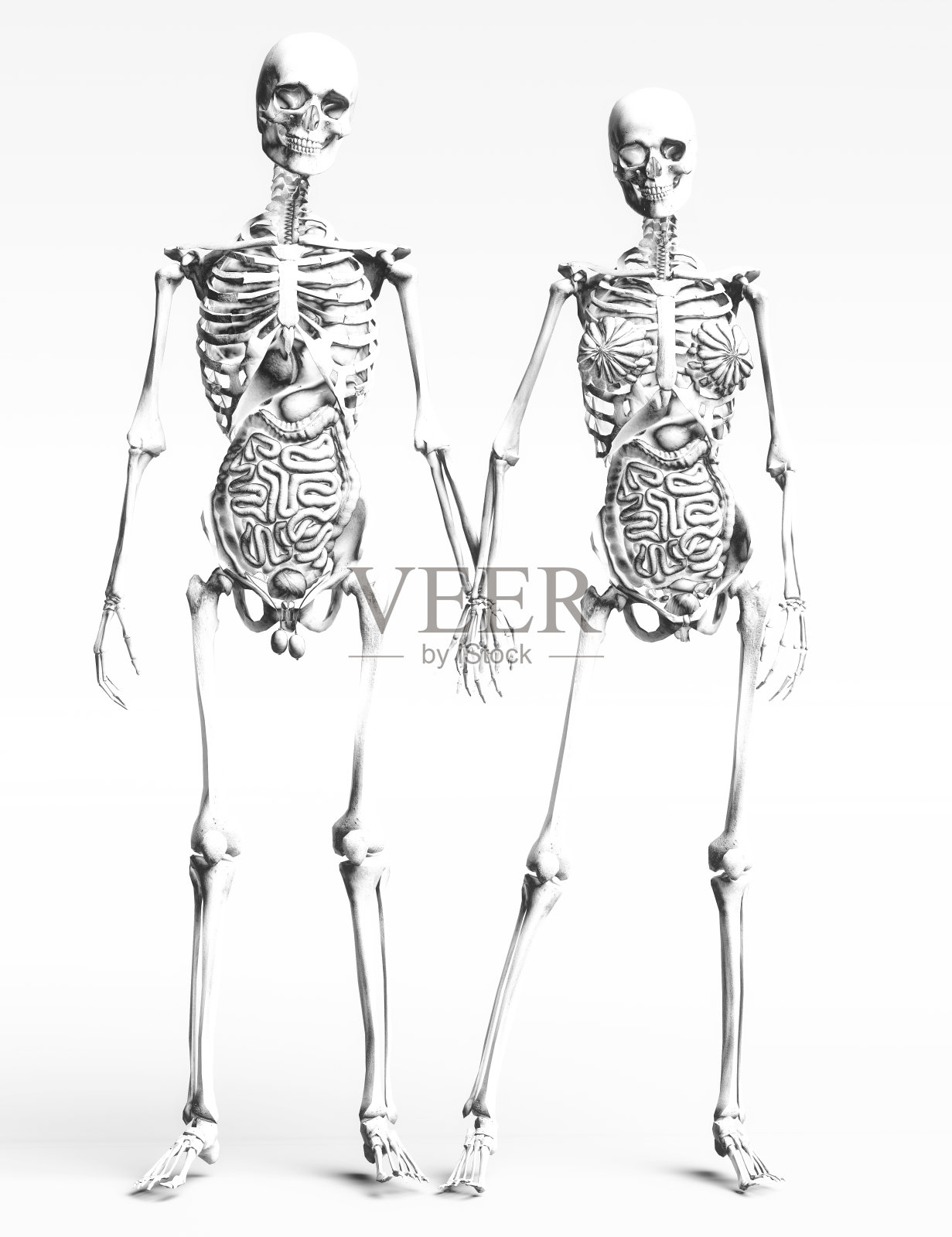 人体解剖学的数字3D插图照片摄影图片