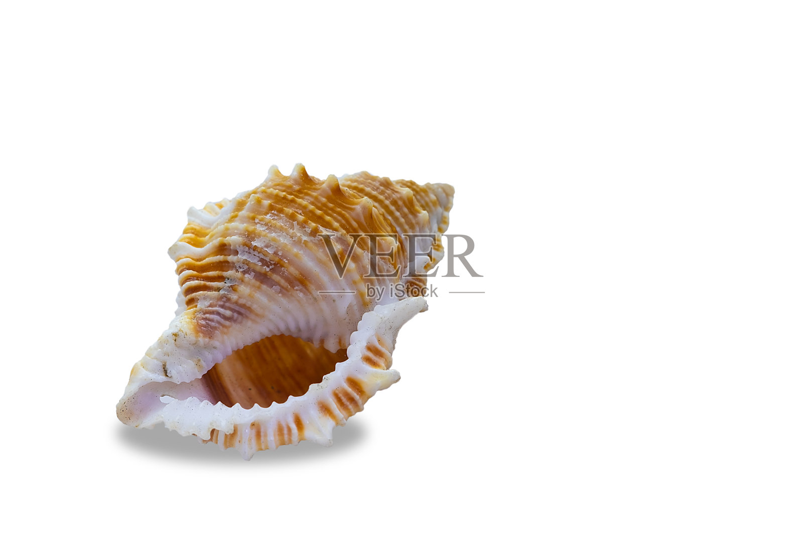 白色背景上的海螺照片摄影图片