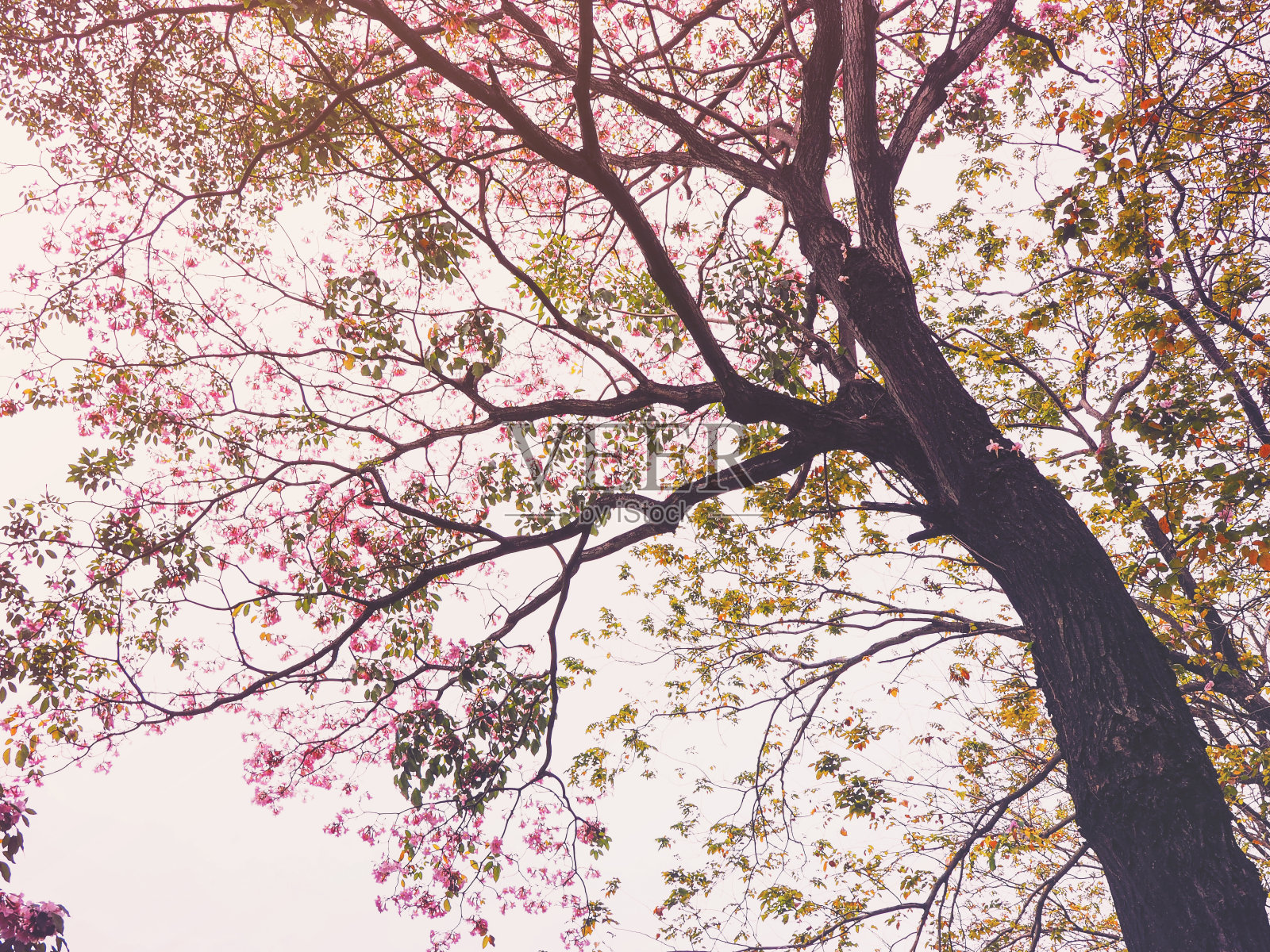 粉红喇叭花树照片摄影图片