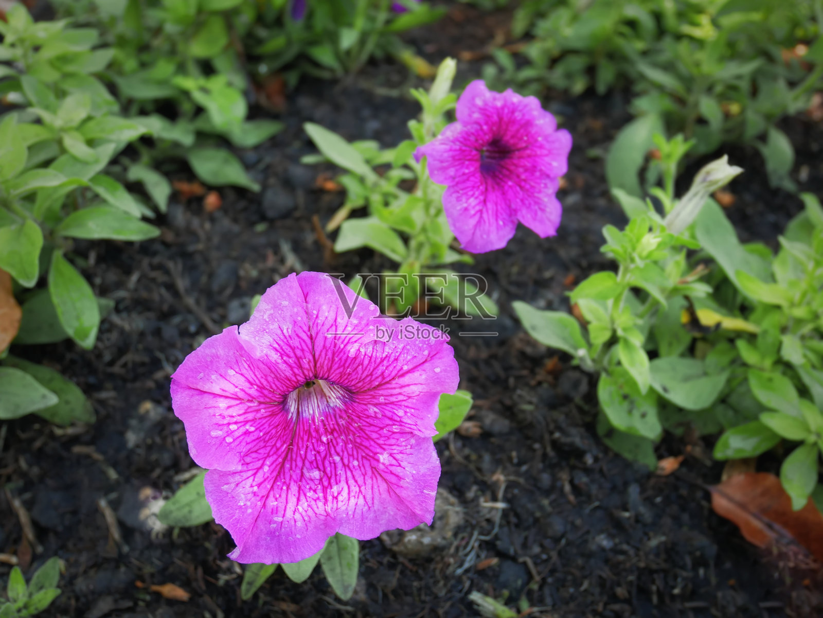 特写粉红色的花瓣与土壤和绿色的背景照片摄影图片