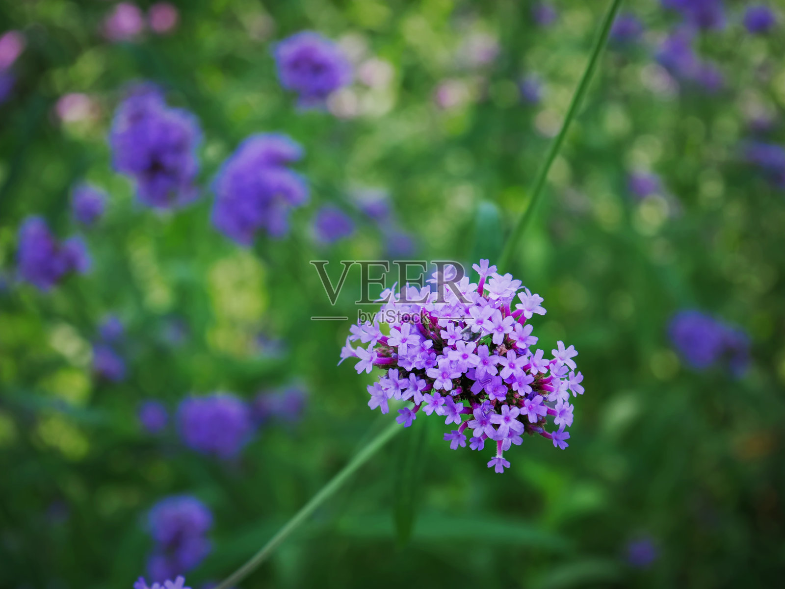 特写束紫色开花植物与选择焦点照片摄影图片