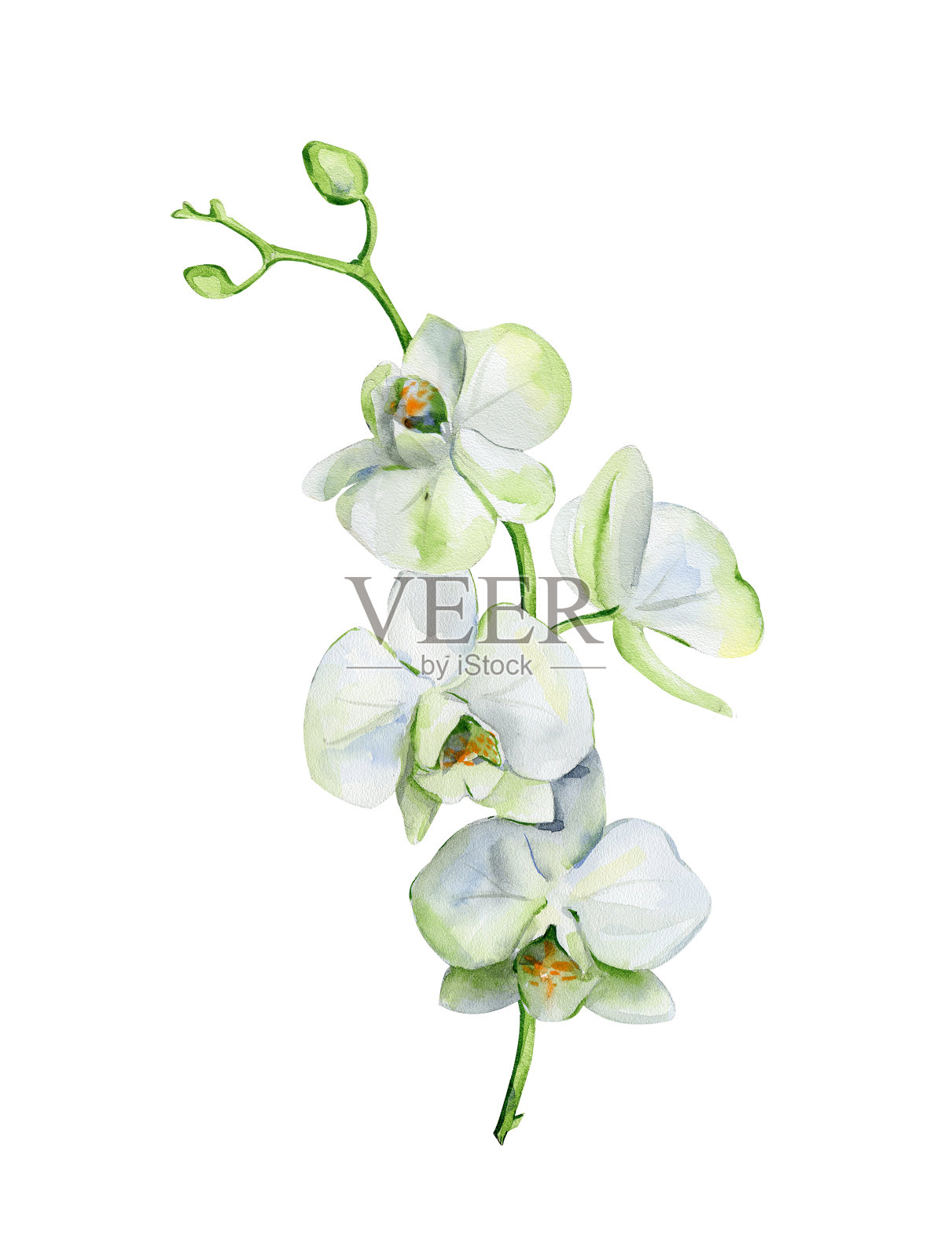 水彩的白色兰花花孤立在白色的背景。插画图片素材