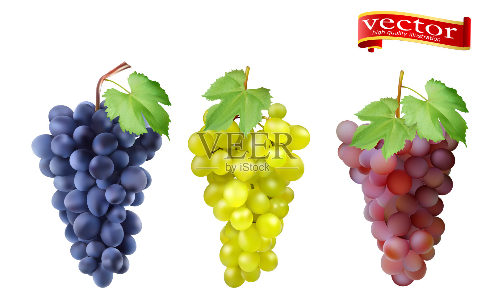 红色，粉色麝香葡萄和白色的鲜食葡萄，酿酒葡萄。设计元素图片