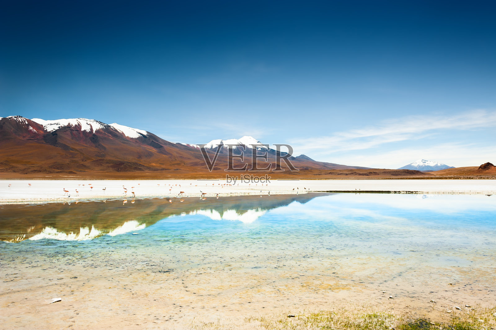 玻利维亚高原上粉红色火烈鸟的高海拔泻湖。照片摄影图片