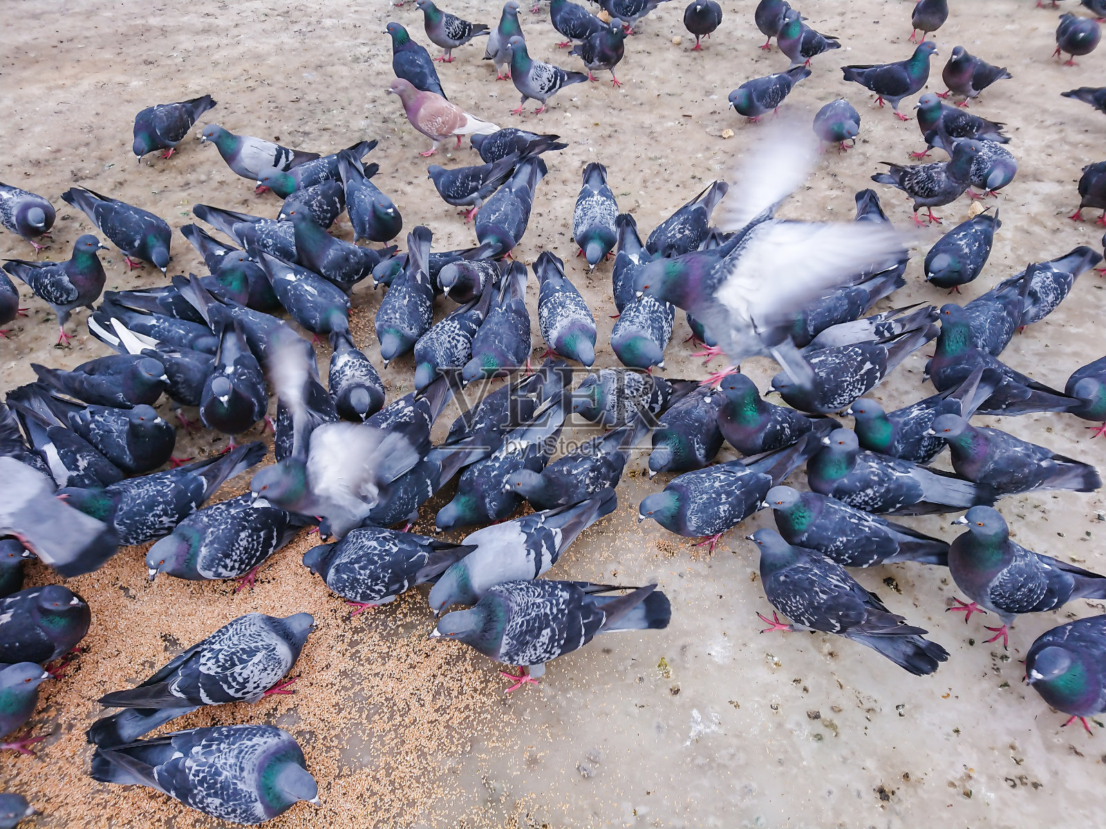 鸽子在城市公园里吃谷物照片摄影图片